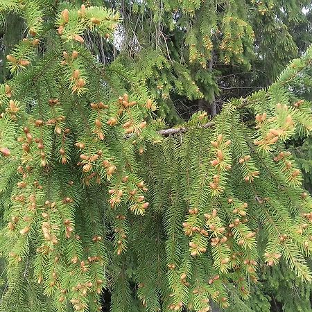 Pensiunea Gentiana Vatra Dornei Ngoại thất bức ảnh