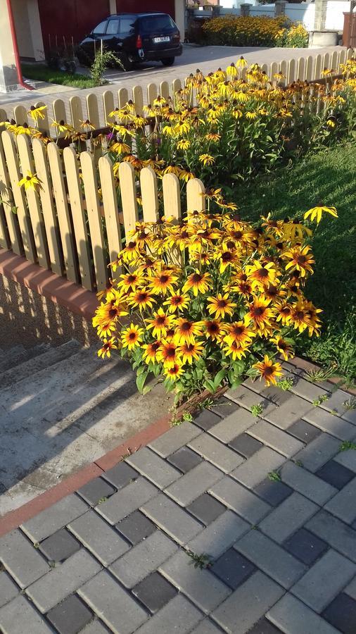 Pensiunea Gentiana Vatra Dornei Ngoại thất bức ảnh