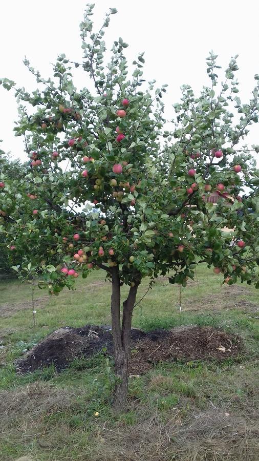 Pensiunea Gentiana Vatra Dornei Ngoại thất bức ảnh