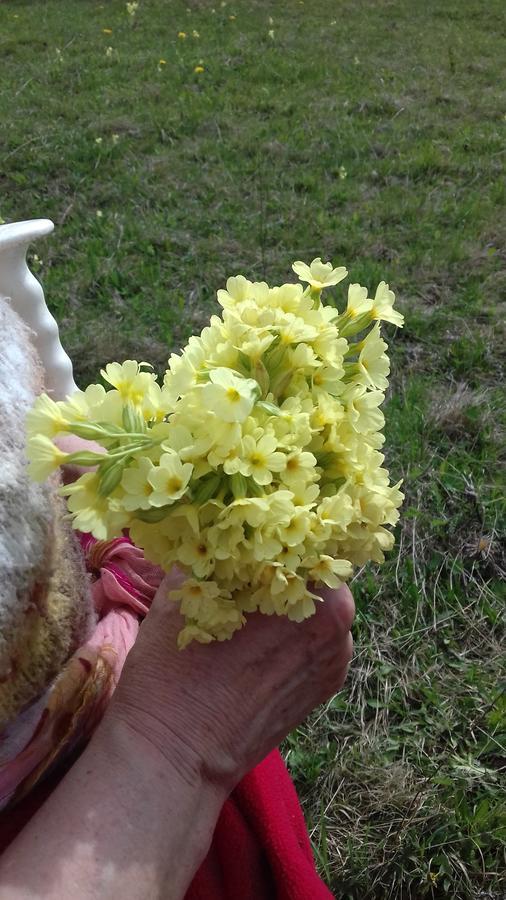 Pensiunea Gentiana Vatra Dornei Ngoại thất bức ảnh